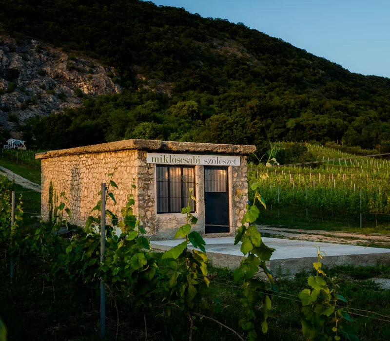 szőlészet