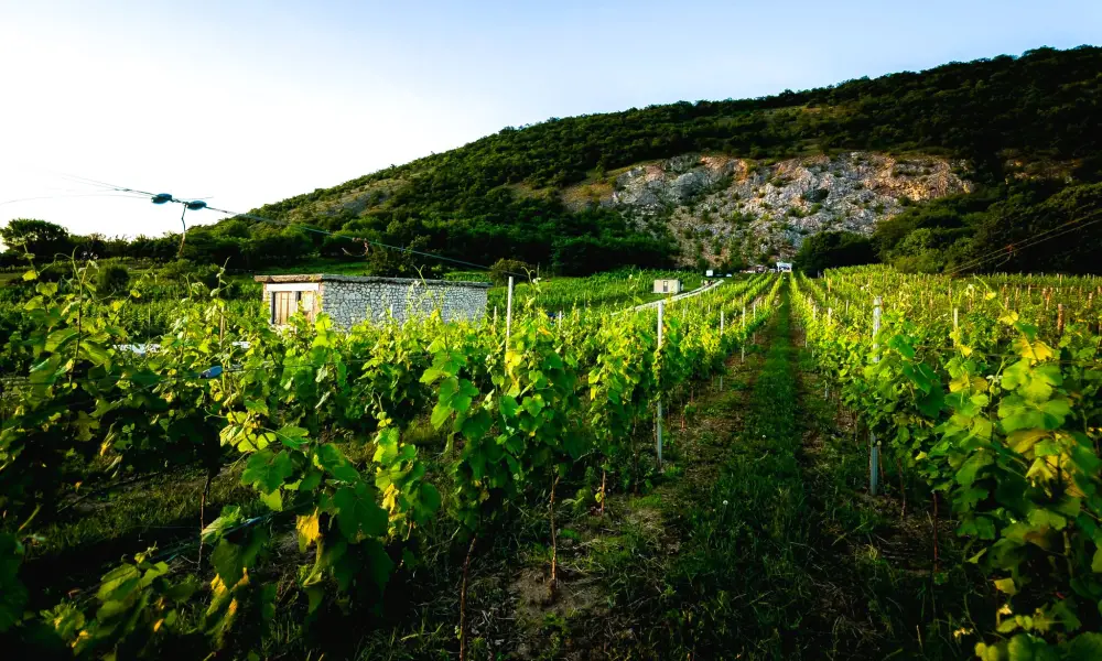 Dűlőtúra Dűlőtúra