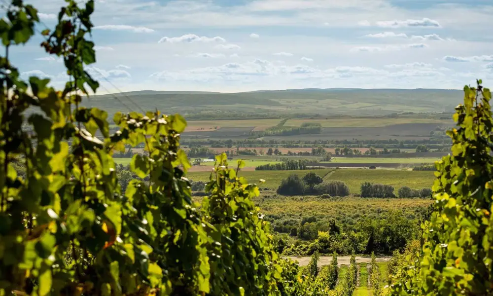A borospincében vagy a pezsgőteraszon A borospincében vagy a pezsgőteraszon